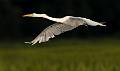 Kirms Photography Great Egret-6